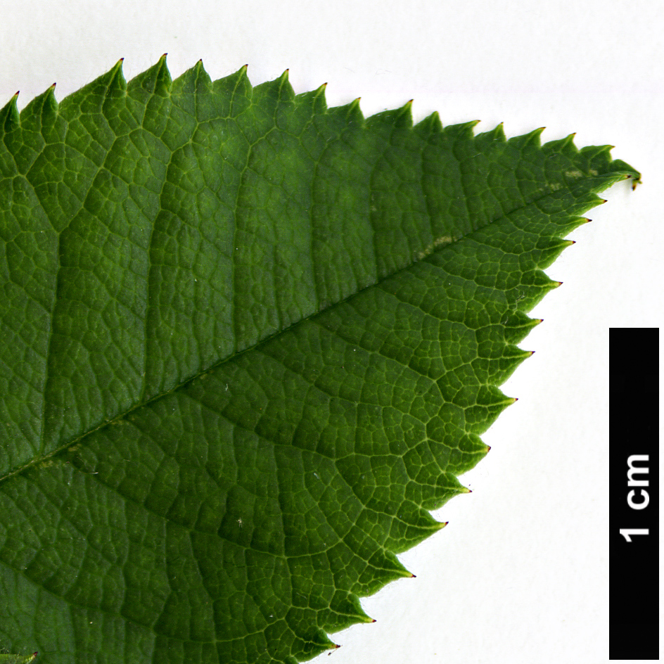 High resolution image: Family: Rosaceae - Genus: Rosa - Taxon: corymbifera - SpeciesSub: var. aemoniana